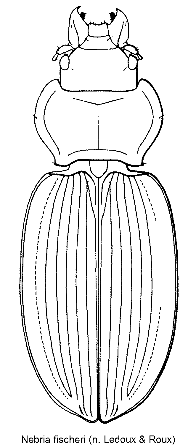 nebria_fischeri_hab.gif