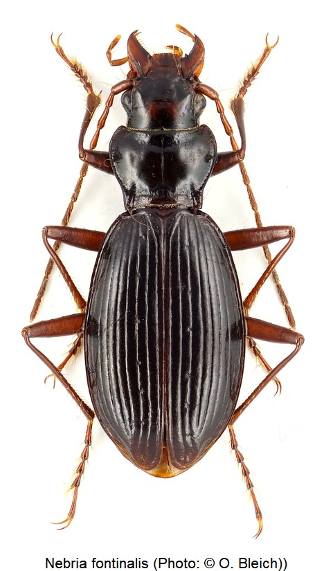 nebria_fontinalis_hab.jpg
