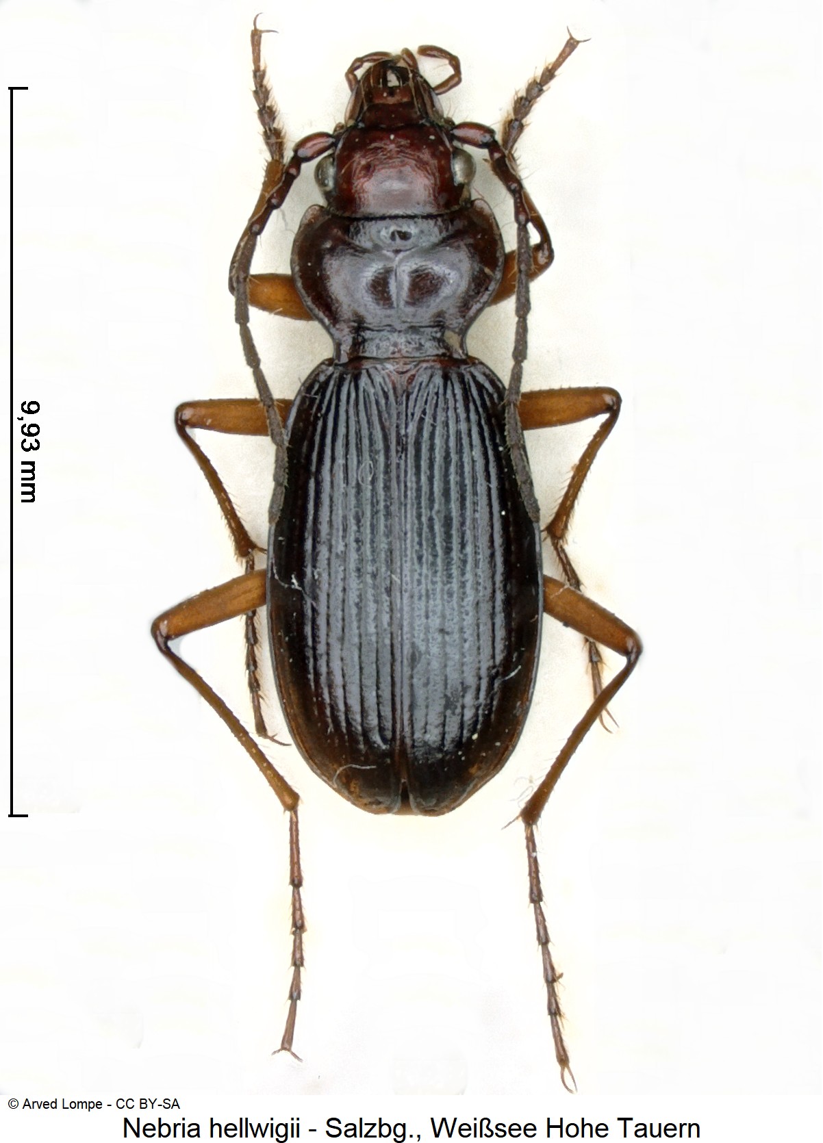 nebria_hellwigii_ck245.jpg