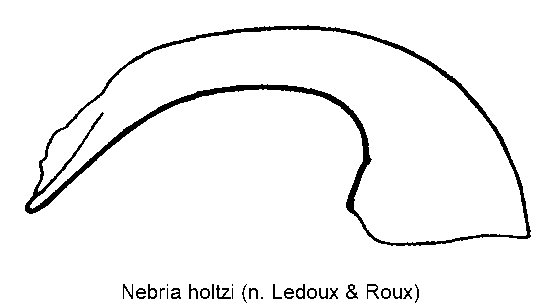 nebria_holtzi.gif