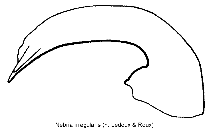 nebria_irregularis.gif