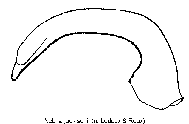 nebria_jockischii.gif