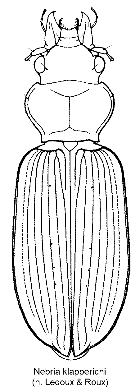 nebria_klapperichi_hab.gif