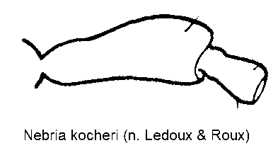 nebria_kocheri_f.gif