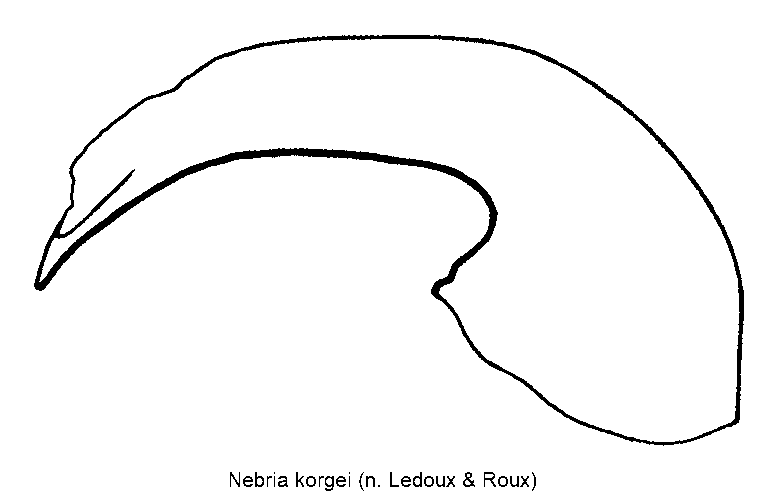 nebria_korgei.gif