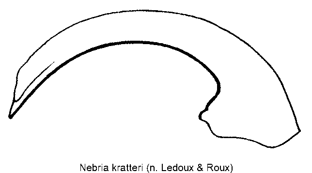 nebria_kratteri.gif