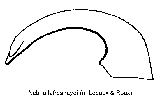 nebria_lafresnayei.gif