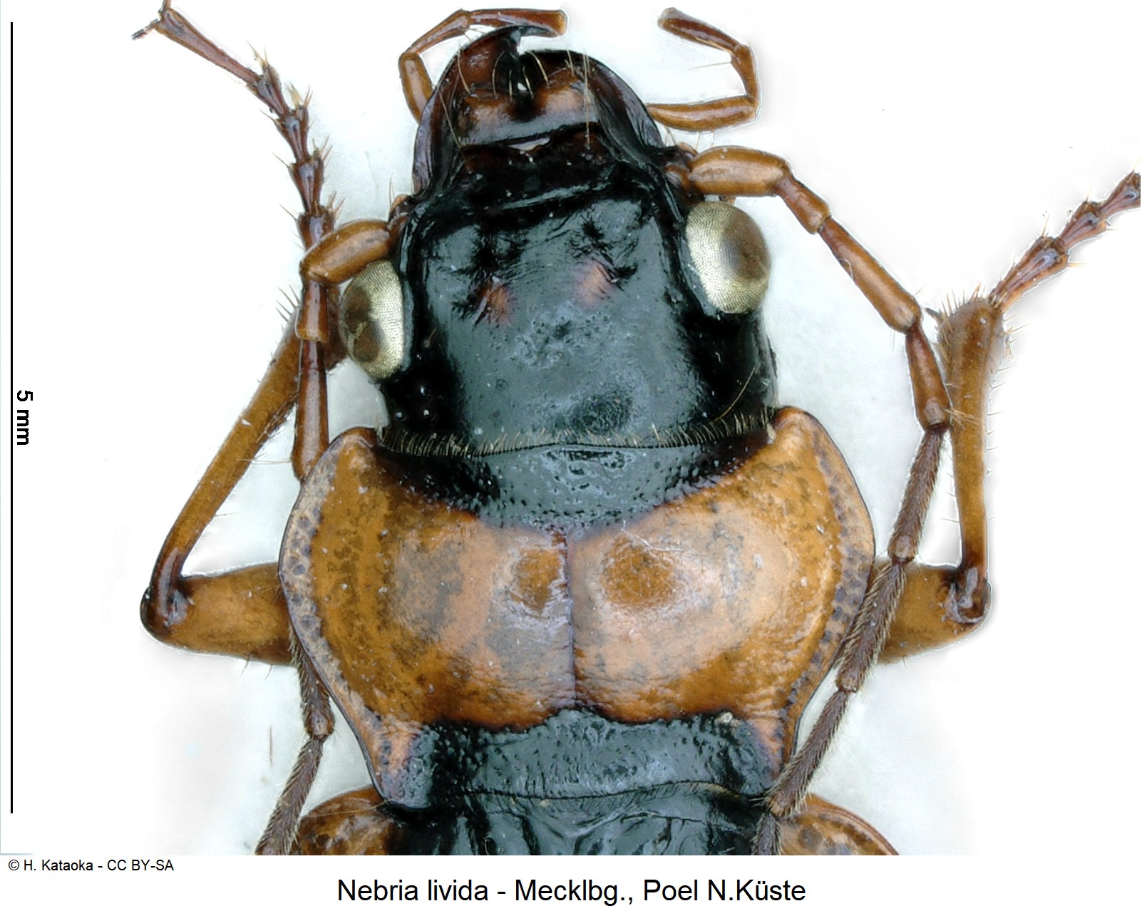 nebria_livida_ck219_vk.jpg