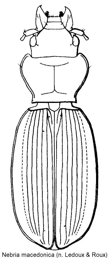 nebria_macedonica_hab.gif