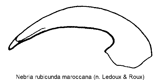 nebria_maroccana.gif