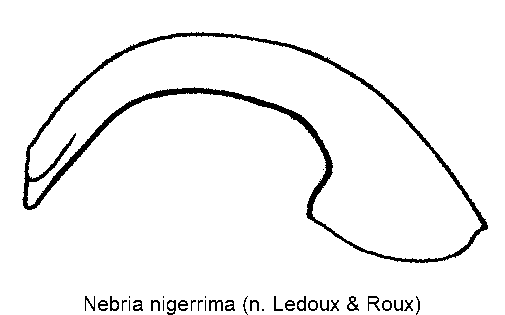 nebria_nigerrima.gif