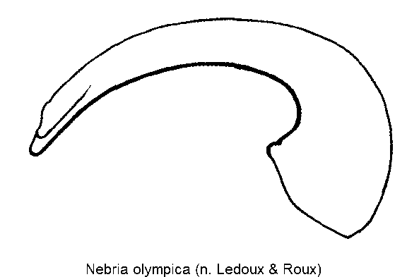 nebria_olympica.gif