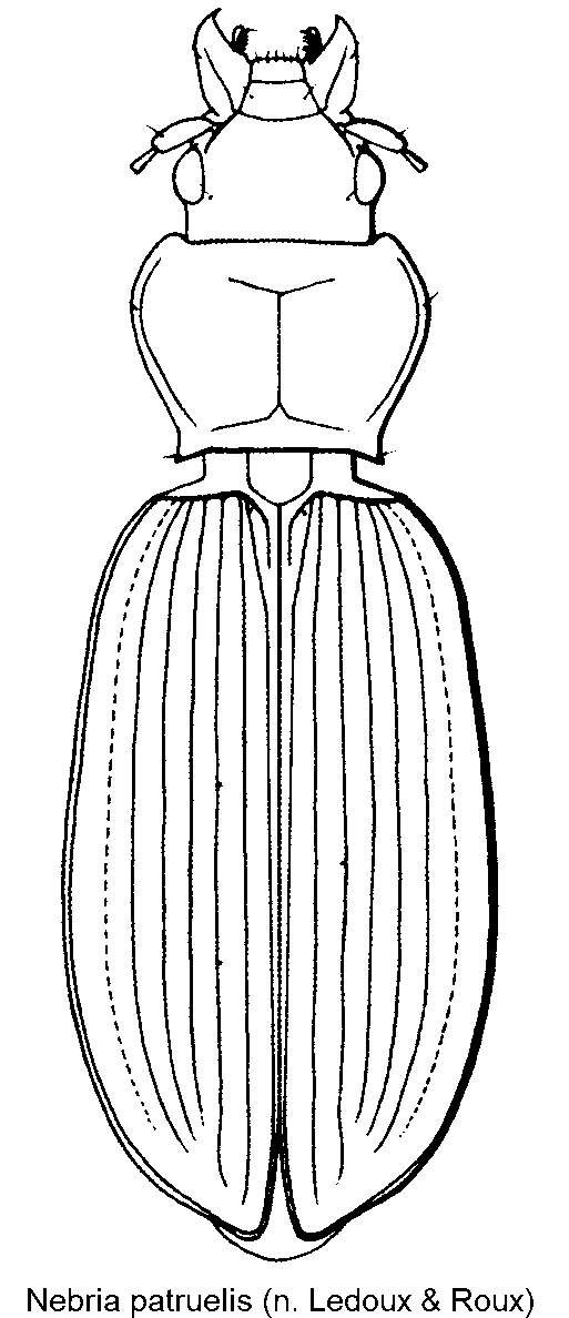 nebria_patruelis_hab.gif