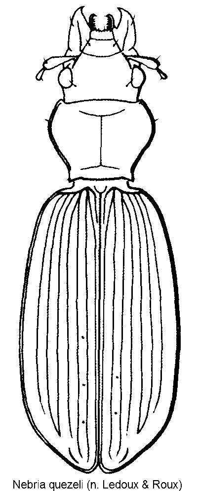 nebria_quezeli_hab.gif