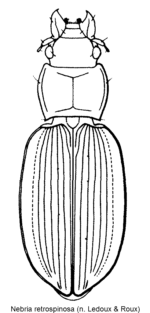 nebria_retrospinosa_hab.gif