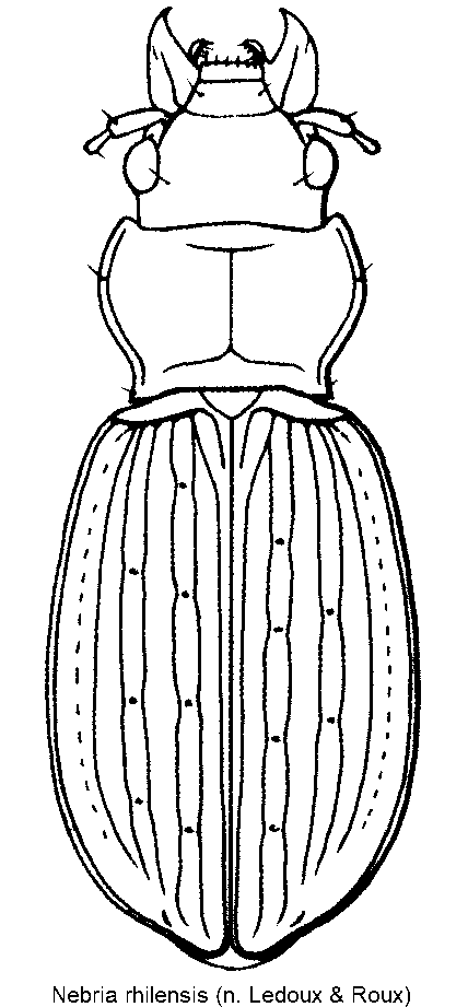 nebria_rhilensis_hab.gif