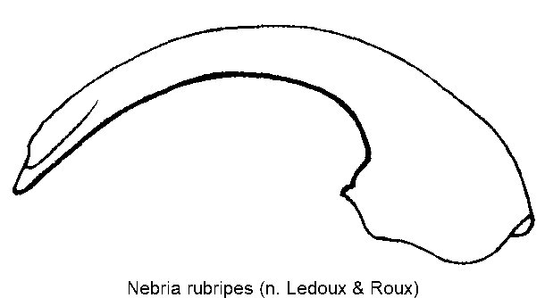 nebria_rubripes.gif