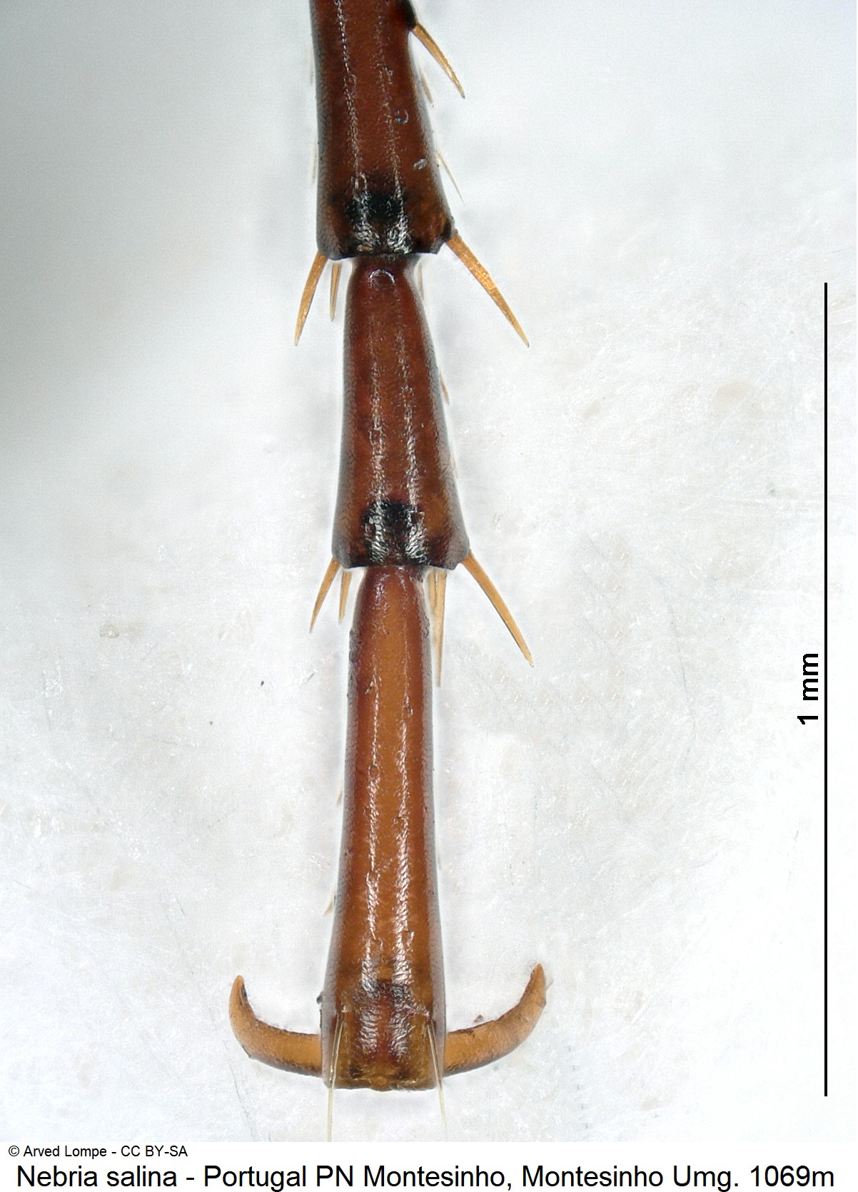 nebria_salina_ck20948_htr.jpg