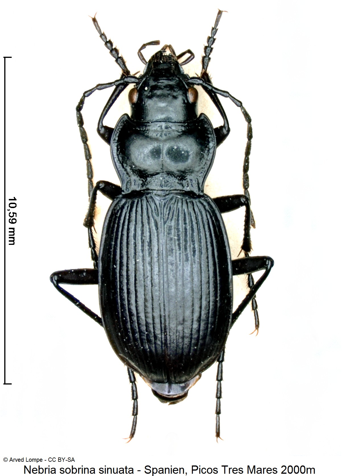 nebria_sinuata_ck17463_hab.jpg