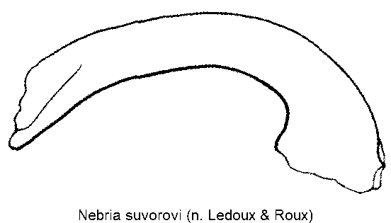 nebria_suvorovi.gif