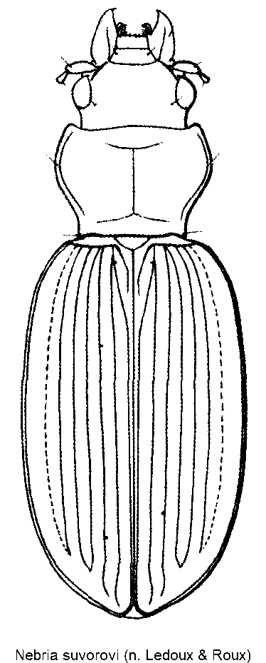 nebria_suvorovi_hab.gif