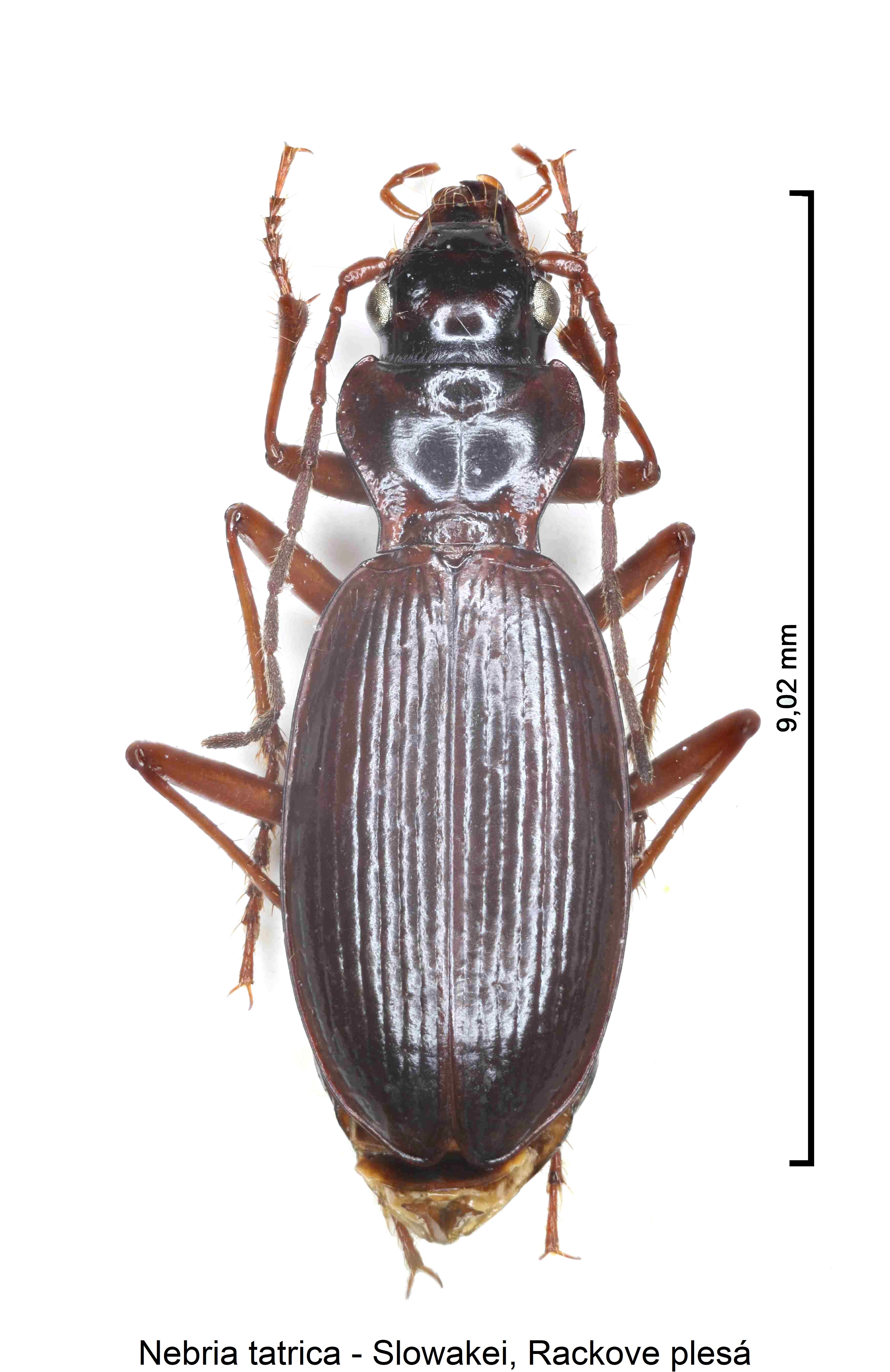 nebria_tatrica_hab.jpg