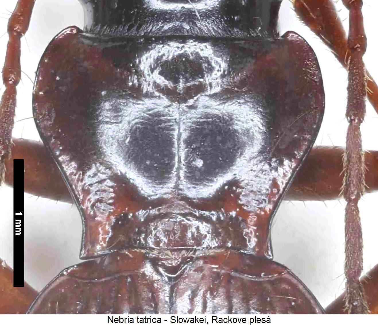 nebria_tatrica_hsch.jpg