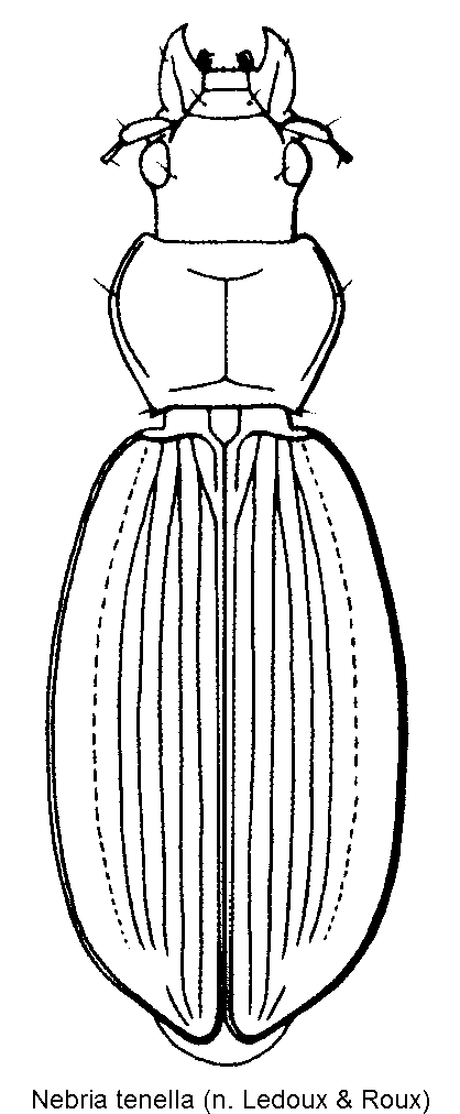 nebria_tenella_hab.gif
