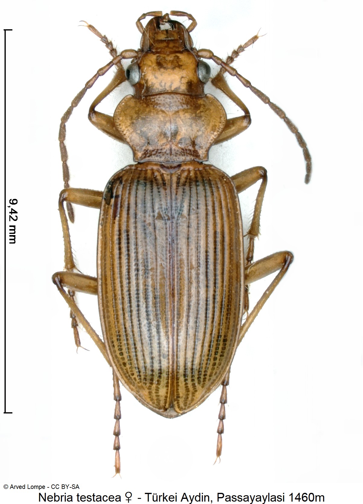 nebria_testacea_w_ck20892_hab.jpg