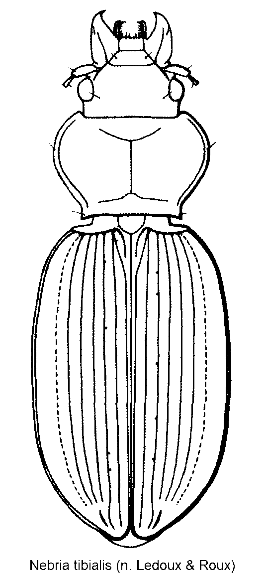 nebria_tibialis_hab.gif