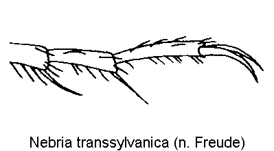 nebria_transsylvanica_htr.gif