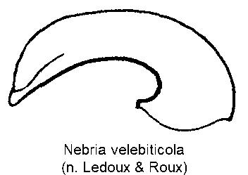 nebria_velebiticola.gif