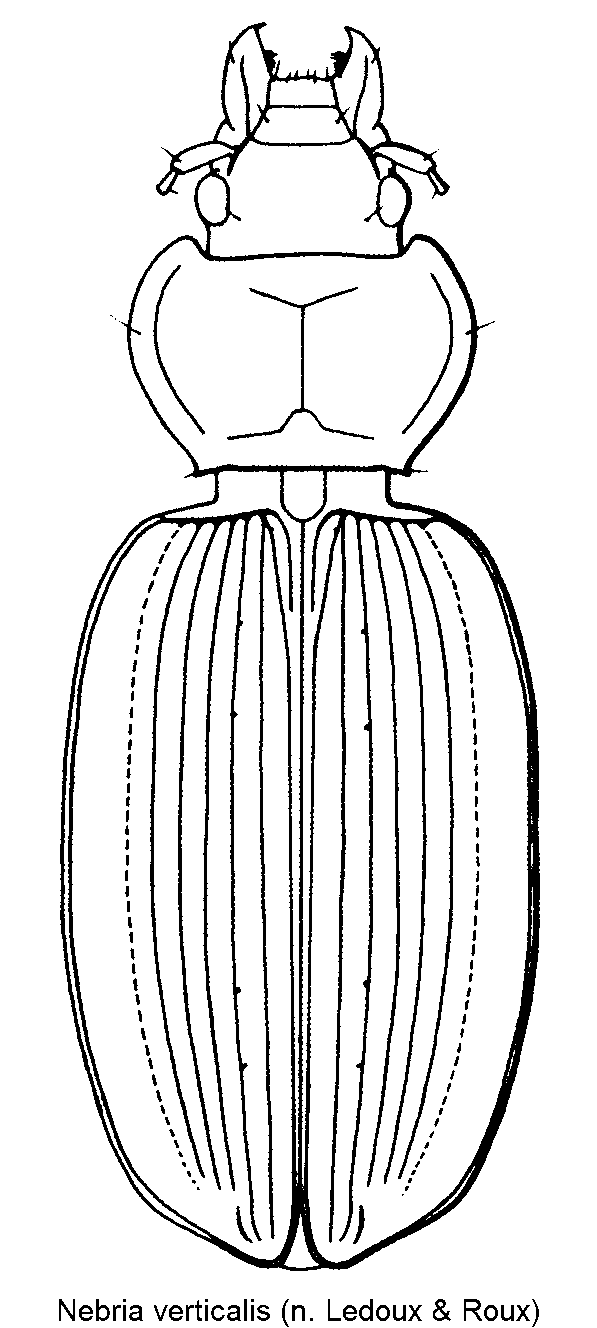 nebria_verticalis_hab.gif