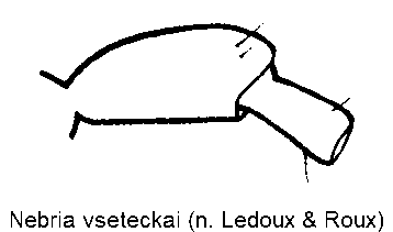 nebria_vseteckai_f.gif