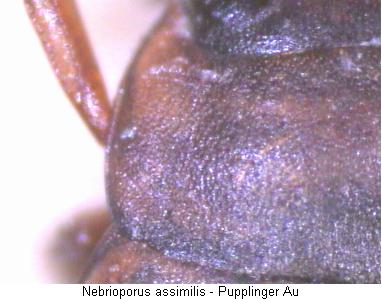 nebrioporus_assimilis_hsch.jpg