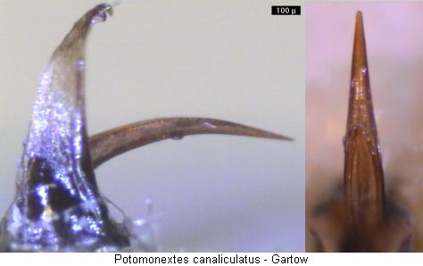 nebrioporus_canaliculatus.jpg