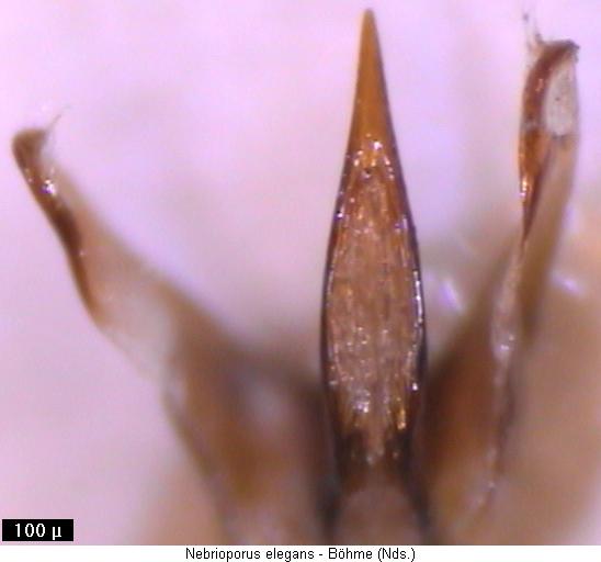 nebrioporus_elegans.jpg
