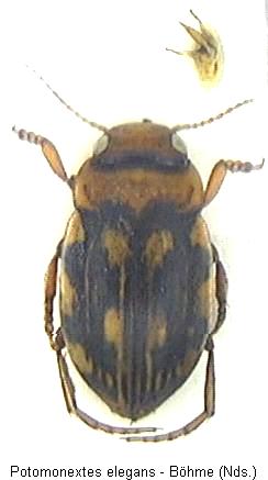 nebrioporus_elegans_hab.jpg