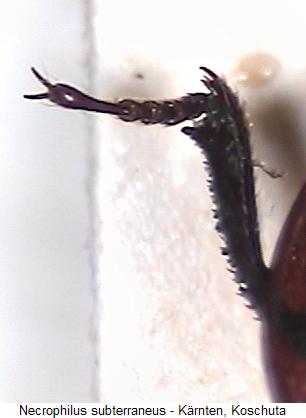 necrophilus_subterraneus_vschn.jpg