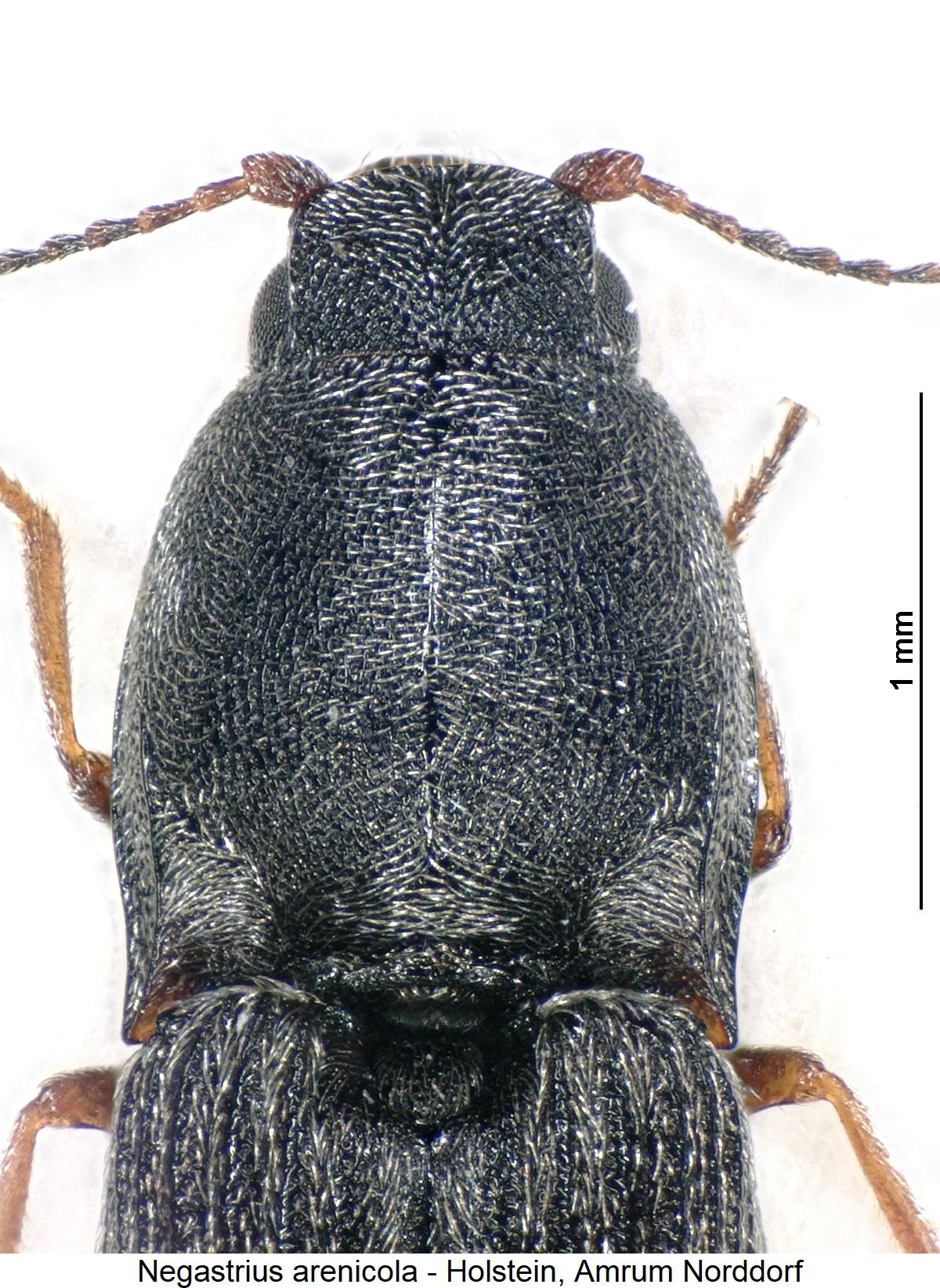 negastrius_arenicola_vk.jpg
