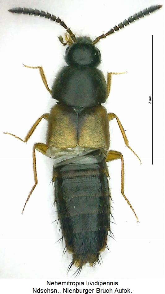nehemitropia_lividipennis_hab.jpg