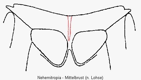nehemitropia_mbr.gif