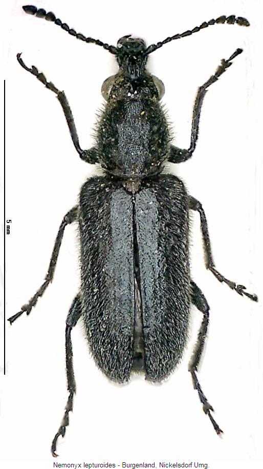 nemonyx_lepturoides_hab.jpg