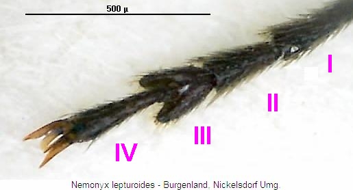 nemonyx_lepturoides_kl.jpg