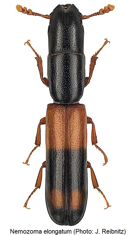 nemozoma_elongatum_hab1.jpg