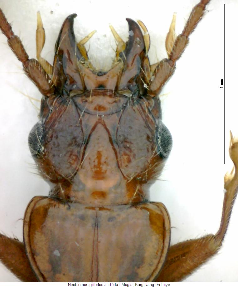neoblemus_gillerforsi_k.jpg