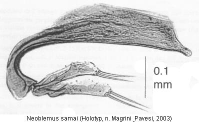 neoblemus_samai.jpg