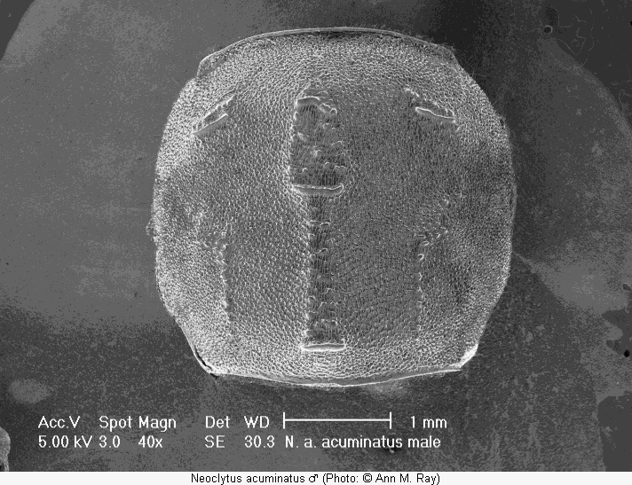 neoclytus_acuminatus_m_hsch.gif