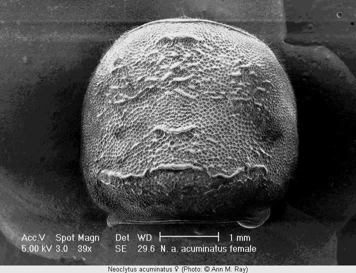 neoclytus_acuminatus_w_hsch.gif