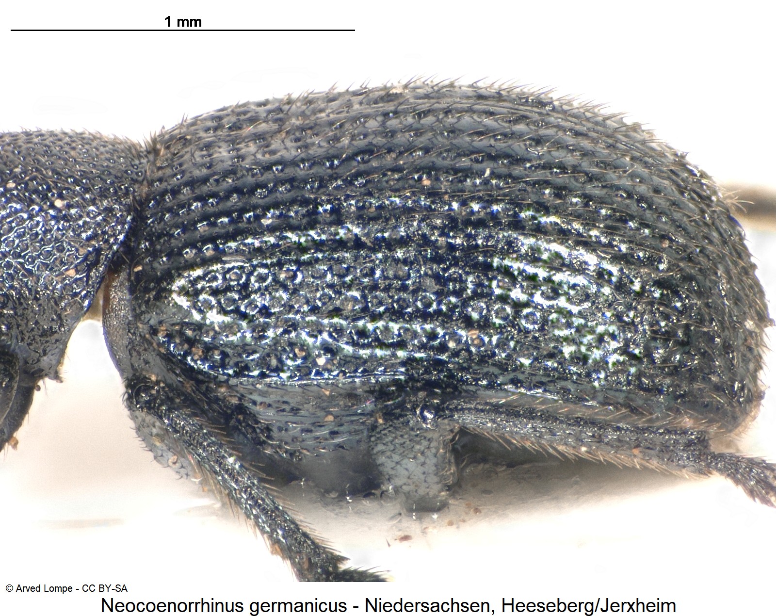 neocoenorrhinus_germanicus_ck31733457_sa.jpg